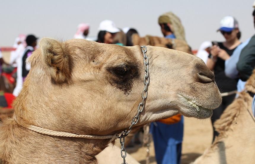 ТОП-15 лучших развлечений ОАЭ Верблюжьи бега