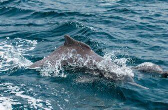 Горбатый дельфин