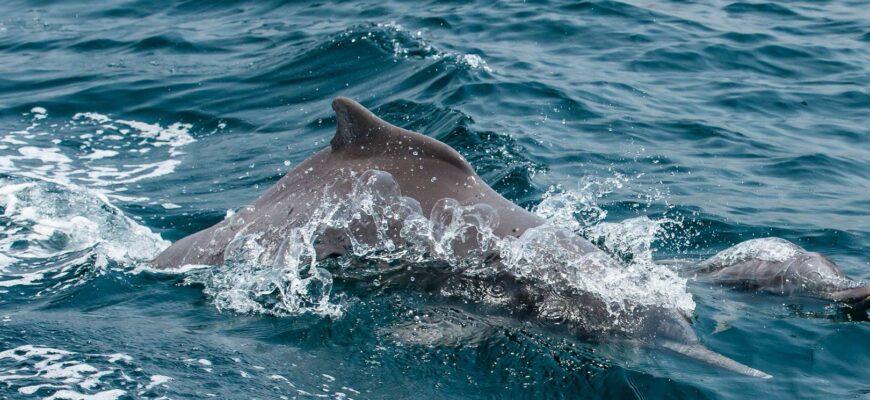 Горбатый дельфин