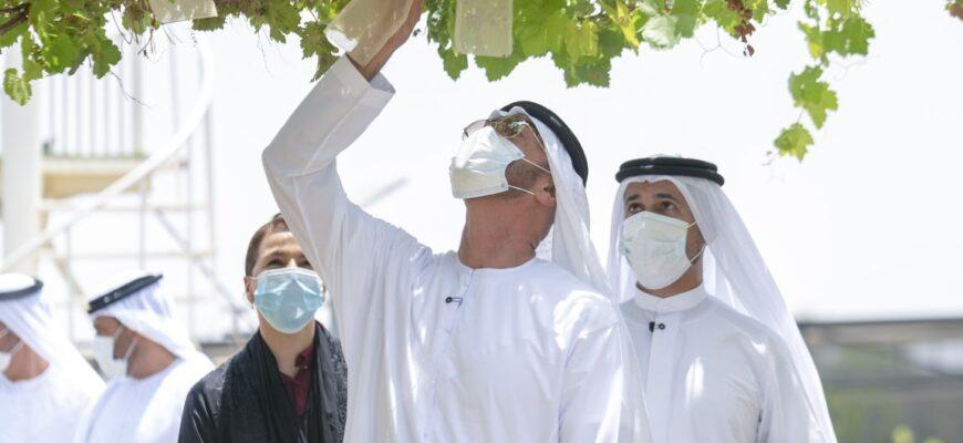 Выращивание винограда в ОАЭ