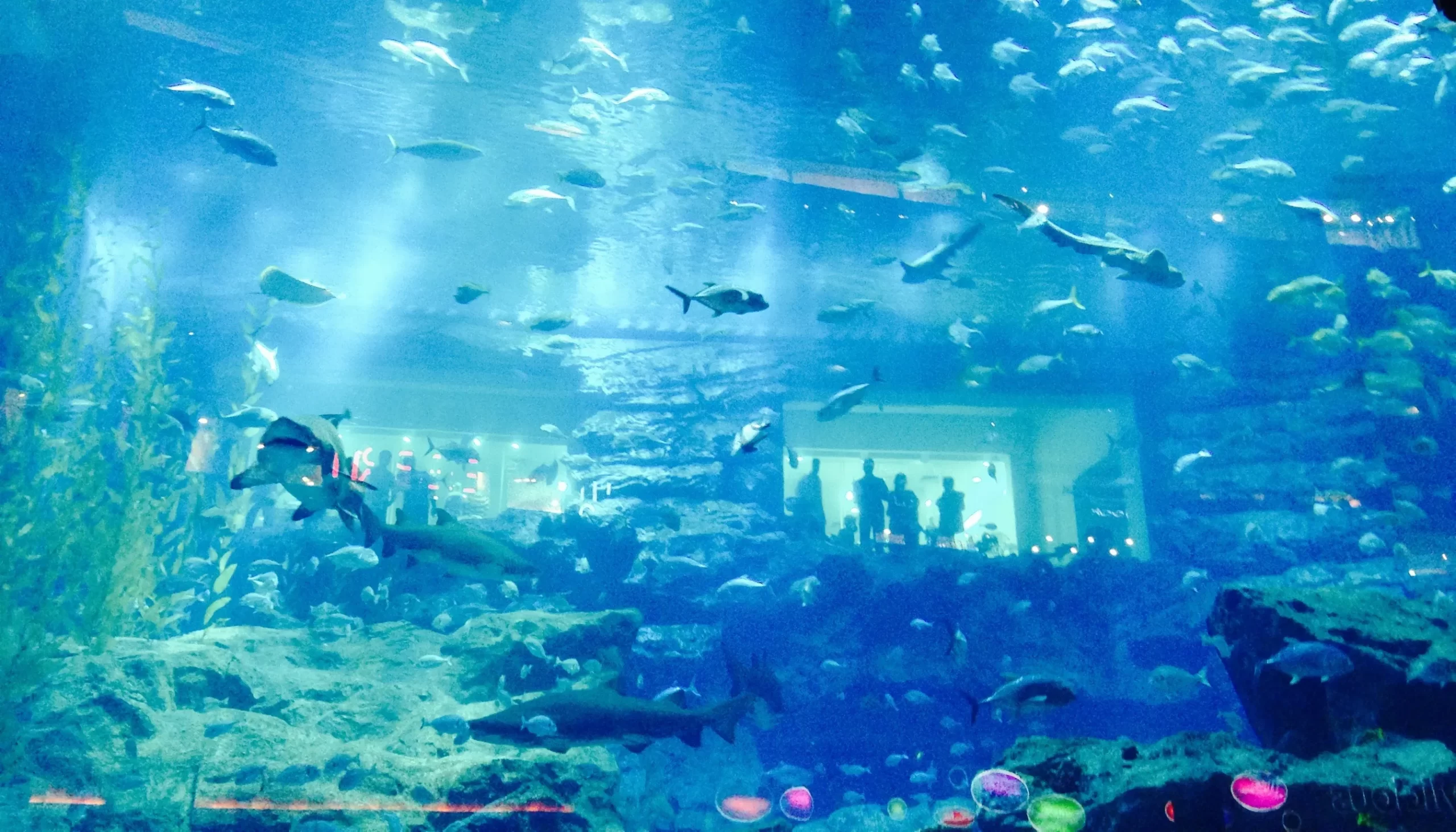 Аквариум "Дубай Молл" - крупнейший аквариум в мире, расположенный в торговом центре Дубай Молл, ОАЭ.