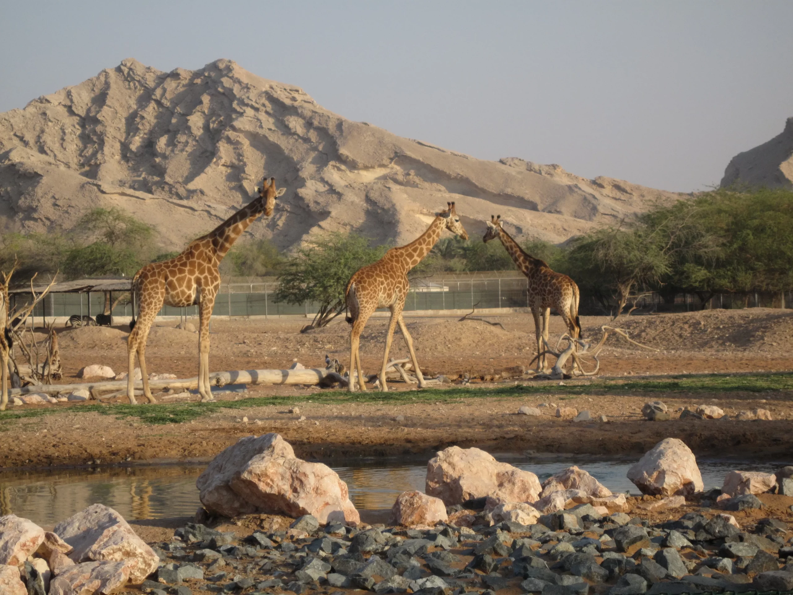 Зоопарк Аль-Айн: Интересные факты и животные